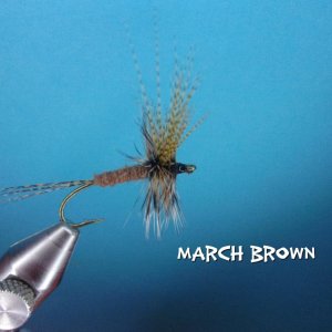 March Brown.jpg