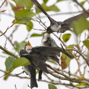 C06TreeSwallowFeedingFledgling8025.jpg