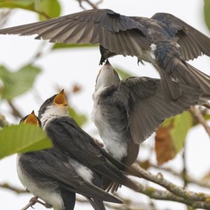 C07TreeSwallowFeedingFledgling8026.jpg