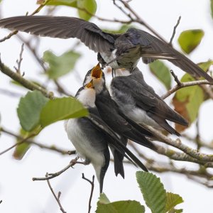 C08TreeSwallowFeedingFledgling8028.jpg