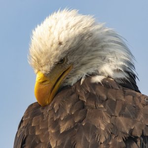 E02BaldEaglePreening8257.jpg