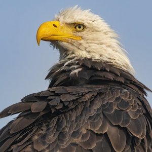 E04BaldEagleProfile8239.jpg