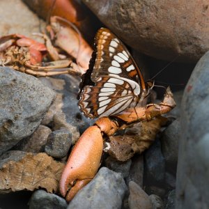 017-Butterfly-Crawfish-072124.jpg