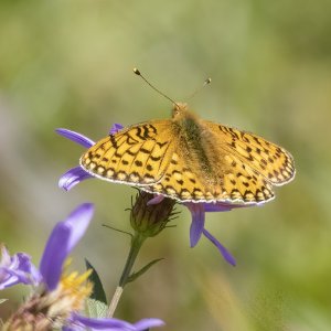 C06 MormonFritillaryButterflyOnCascadeAster8639.jpg