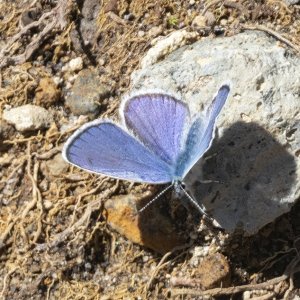 C08 SilveryBlueButterfly8484.jpg