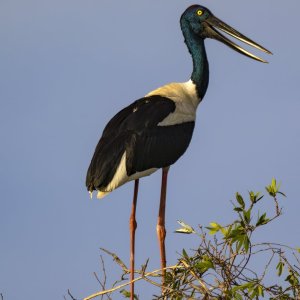 A06c BlackNeckedStork6055.jpg