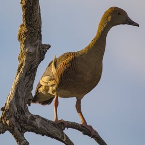 A06d PlumedWhistlingDuck6080.jpg