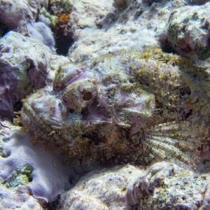 A03 TassledScorpionfish7211460.jpg