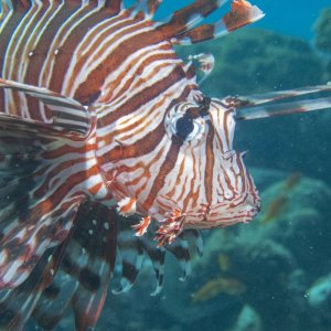 A05 CommonLionfish7221824.jpg