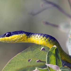 A08TreeSnake8936 copy.jpg