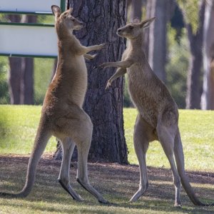 D09 BoxingKangaroos9193.jpg