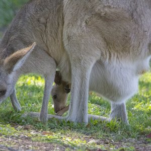 D10 Mom&JoeyGrazing9198.jpg