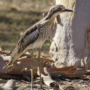 D12 BushStoneCurlew9253.jpg