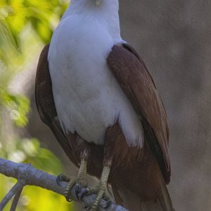 E15 BrahminyKite7120.jpg