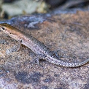 G17 BauxiteRainbowSkink7915.jpg