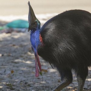 A01 SouthernCassowary8130.jpg