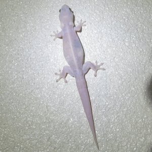 F13 AsianHouseGeckoP7262369.jpg