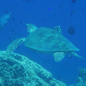 A02 GreenSeaTurtle7180198.jpg