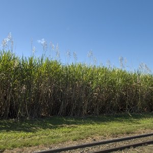 C05 P7290001MatureSugarCane.jpg