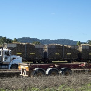 C06 P7290008TruckTrainCarsLoadedWithSugarCane.jpg