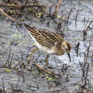 SharpTailedSandpiper9344Trim.jpg