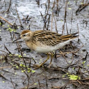 SharpTailedSandpiper9369Trim.jpg