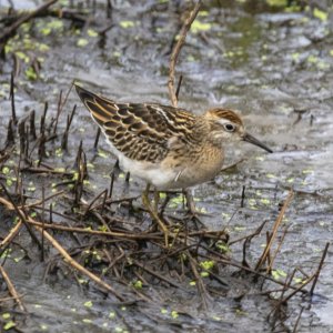 SharpTailedSandpiper9357Trim.jpg