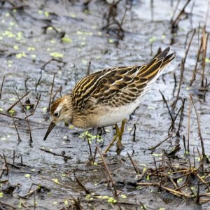 SharpTailedSandpiper9356Trim.jpg