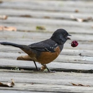 A02SpottedTowhee9388.jpg