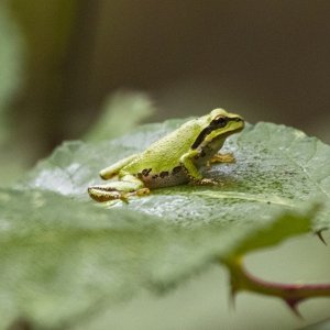 A01PacificTreeFrog9125.jpg