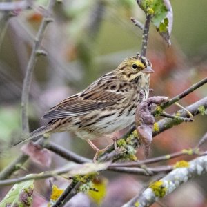 A04SavannahSparrow9151.jpg