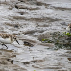 A06WesternSandpipers9184.jpg