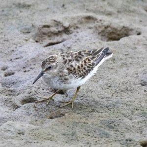 A07LeastSandpiper9219.jpg