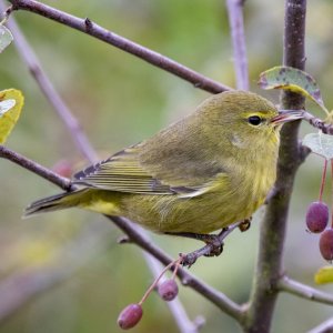 A11OrangeCrownedWarbler9305.jpg