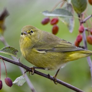 A12OrangeCrownedWarbler9311.jpg