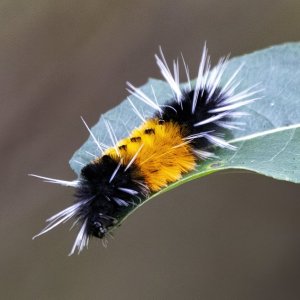 A13YellowSpottedTussockMoth9129.jpg