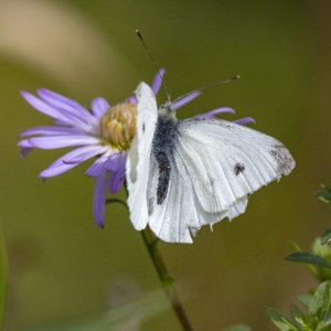 CabbageWhiteButterfly8964.jpg