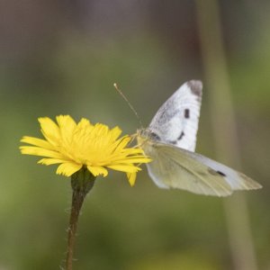 CabbageWhiteButterfly9025.jpg