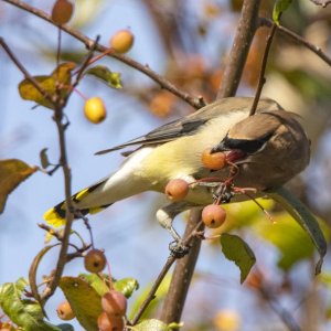 CedarWaxwingFeedingOnRussianOlives0125Trim.jpg