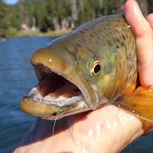 Little Green Midge in Lip.jpg