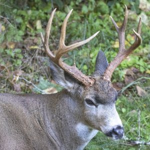 Buck0887.jpg