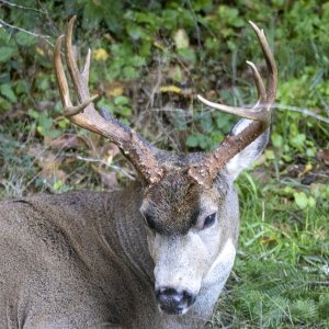 Buck0896.jpg