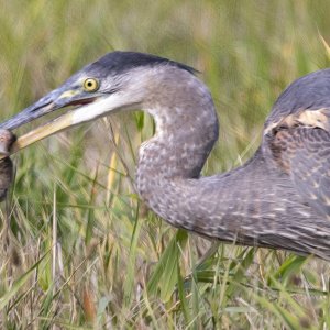 A02GreatBlueHeronWGopher0660.jpg