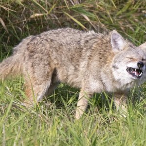 C12CoyoteEatingRodent0767.jpg