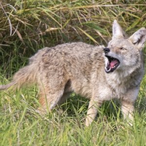 C13CoyoteWOpenMouth0773.jpg