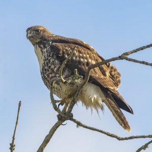 D14RedTailHawkJuvenile0595.jpg