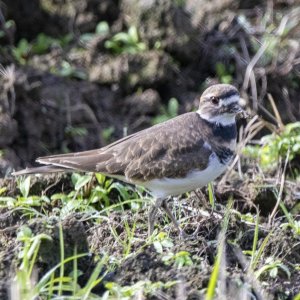 A04Killdeer0607.jpg