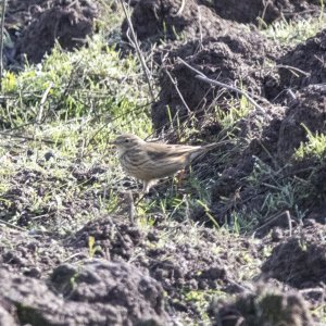 A05AmericanPipit0572.jpg