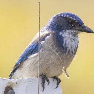 A06ScrubJay0708.jpg