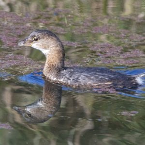 A07PiedBilledGrebe0779.jpg